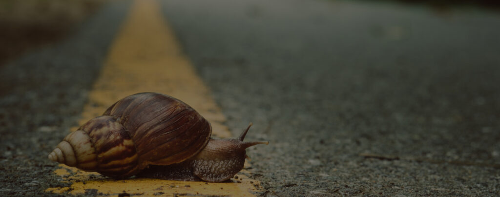 Snail carefully planning crossing the road